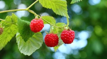 Jak pěstovat růže doma: Informative