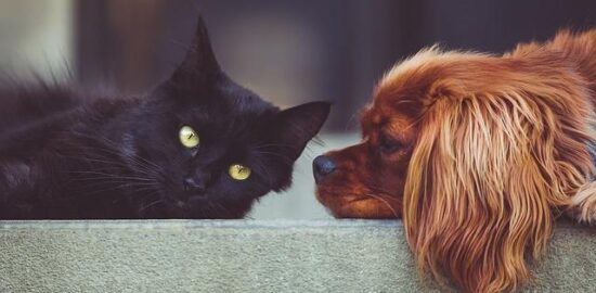 Jak udělat domácí zahradní dekorace