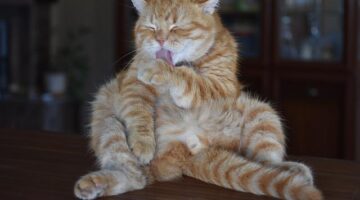 Jak vyčistit kameninovou dlažbu v domácnosti