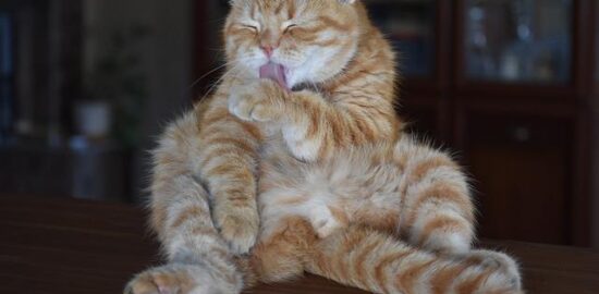 Jak vyčistit kameninovou dlažbu v domácnosti