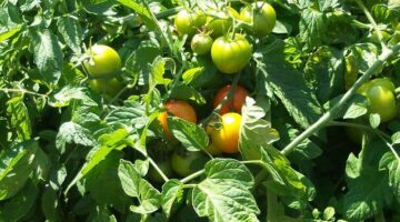 Jak udělat zahradničení