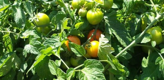 Jak udělat zahradničení