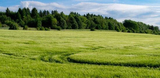 Jak pěstovat orchideje ve vašem domově