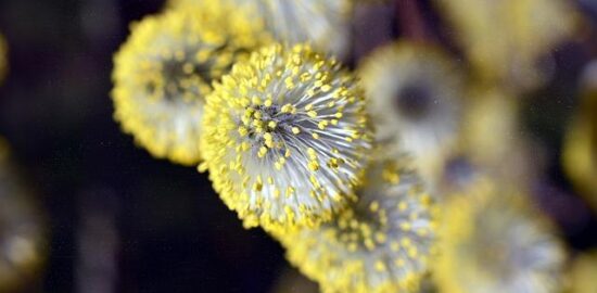 Jak se vyrovnat s alergiemi