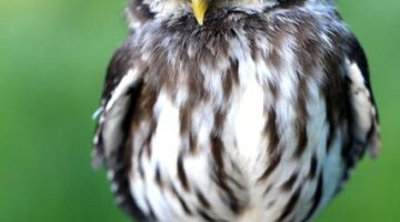 Jak pečovat o vztahy s partnerem – článek o udržení zdravých a harmonických vztahů