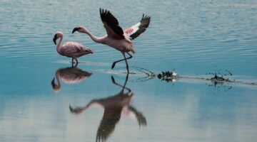 Jak začít s pěstováním zeleniny na balkóně