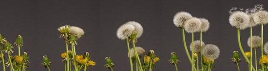 Tvorba vlastních dekorací z přírodních materiálů