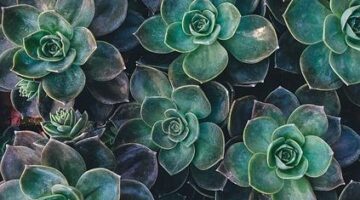 Zahradničení: rady a tipy