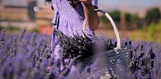 Jak vybrat skleník pro malé zahrady