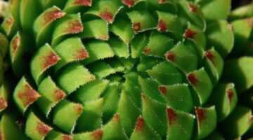 Rostlina: Informative