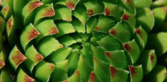 Rostlina: Informative