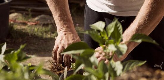 Návod na výsadbu stromu