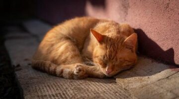 Jak udělat domácí bylinkový sirup