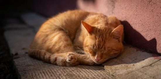 Jak udělat domácí bylinkový sirup