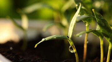 Jak pěstovat květina správně