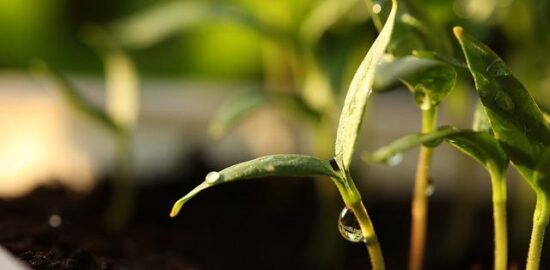 Jak pěstovat květina správně