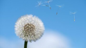 Alergie na potraviny: Co byste měli vědět