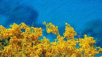 Důležité informace o květinách