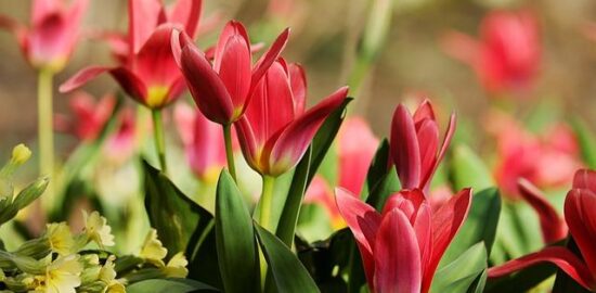 Rady a tipy: Jak pečovat o květinu