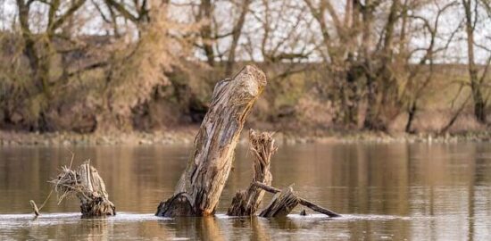 Jak správně zasadit strom do vaší zahrady