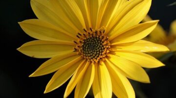 Objevte superpotraviny pro zdravý životní styl