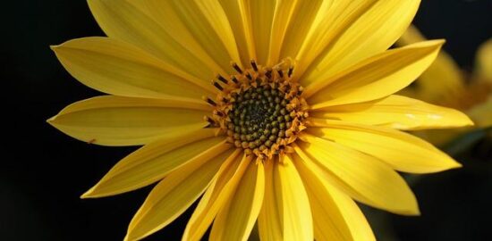 Objevte superpotraviny pro zdravý životní styl