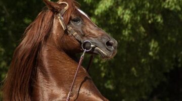 Jak postavit skleník pro každého zahrádkáře