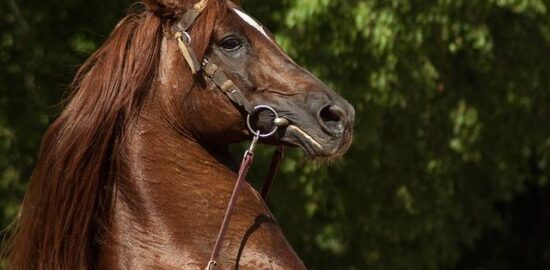 Jak postavit skleník pro každého zahrádkáře