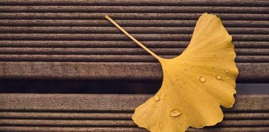 Rady a tipy: „Jak správně zalévat květinu