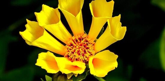 Pěstování květin: Informative rady a tipy