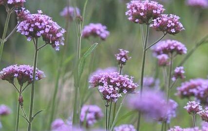 Jak udělat vlastní květinový záhon