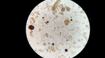 Tipy na údržbu půdního domu