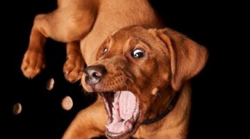 Jak léčit Alzheimerovu nemoc: rady a tipy