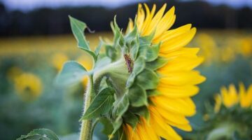 Jak pěstovat květiny v interiéru