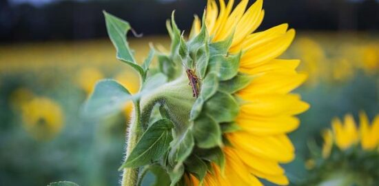Jak pěstovat květiny v interiéru
