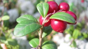 Jak si správně sestavit zdravý jídelníček?