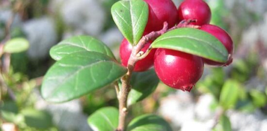 Jak si správně sestavit zdravý jídelníček?