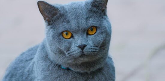 Jak upéct domácí pizza