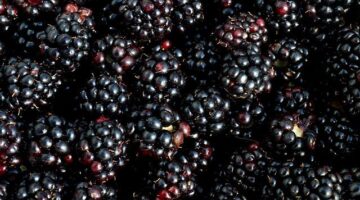 Jak vybrat a skladovat ovoce – článek o základech péče o ovoce