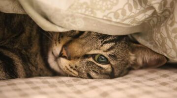 Jak udělat domácí vonnou svíčku – návod