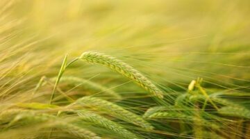 Pěstování jalovce – návody pro začátečníky