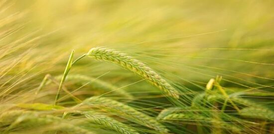 Pěstování jalovce – návody pro začátečníky