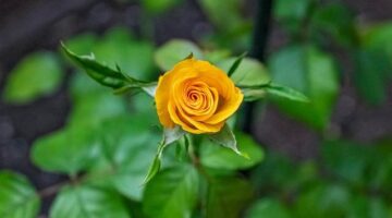 Růže: Symbol lásky a krásy