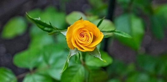 Růže: Symbol lásky a krásy