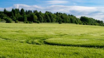 Jak pěstovat bylinky na balkoně krok za krokem