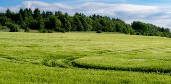 Pěstování bylinek v češtině