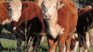 Jak vytvořit harmonickou zahradu