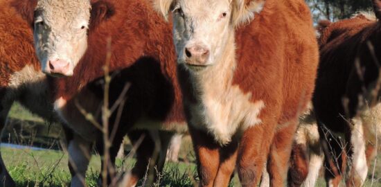 Jak vytvořit harmonickou zahradu