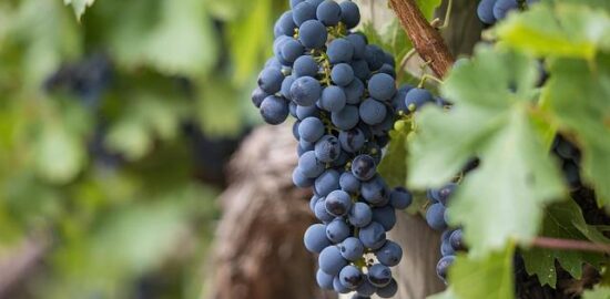 Jak úspěšně pěstovat zeleninu v malé zahradě