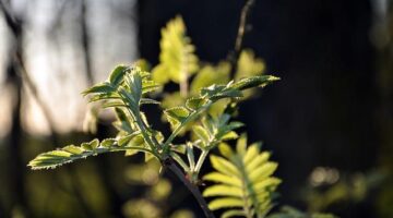 Everything you need to know about plants